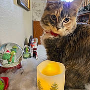 Sprigatito is registered to the contest to win money with this photo: cat, feline, pet, candle, snow_globe, holiday, christmas, decorations, indoor, table, faux_snow, festive, red_collar, fur, close_up, cozy, warm_light, ornaments, decor, celebration