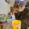 cat, feline, pet, candle, snow_globe, holiday, christmas, decorations, indoor, table, faux_snow, festive, red_collar, fur, close_up, cozy, warm_light, ornaments, decor, celebration