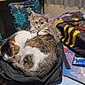 Sprigatito is registered to the contest to win money with this photo: cat, sleeping_cat, curious_cat, backpack, table, chair, snowflake_pattern, indoor, furniture, pet, cozy, resting, animal, fur, domestic, cute, companion, relaxing, colorful, household