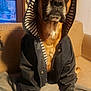 black_mask, blanket, boxer, brown_fur, coat, couch, dog, door_handle, hood, indoor, jacket, large_eyes, nose, paws, pet, portrait, sitting, striped_lining, whiskers, window