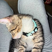 Astro joined the competition — help win amazing prizes! kitten, cat, tabby, collar, turquoise_collar, whiskers, fur, pet, lap, grey_pants, sweatpants, indoor, close_up, flash, striped, young_animal, cute, sleepy, small_animal, domestic
