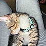 kitten, cat, tabby, collar, turquoise_collar, whiskers, fur, pet, lap, grey_pants, sweatpants, indoor, close_up, flash, striped, young_animal, cute, sleepy, small_animal, domestic