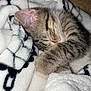 blanket, cat, close_up, cozy, cuddly, domestic_cat, ear, fur, indoor, kitten, nap, pattern, paw, pet, portrait, relaxation, sleeping, soft, textile, whiskers
