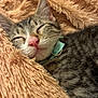 blanket, cat, close_up, collar, comfort, cozy, domestic_animal, eyes_closed, fur, indoor, kitten, pet, pink_nose, plush, portrait, sleeping, sleeping_pose, soft_texture, tabby, whiskers