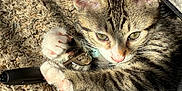Astro joined the competition — help win amazing prizes! kitten, cat, tabby, paw, pink_nose, whiskers, ears, collar, keyring, keys, carpet, sunlight, shadow, stripes, fur_texture, close_up, indoor, cute, relaxed, playing