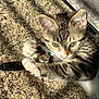 carpet, cat, close_up, collar, cute, ears, fur_texture, indoor, keyring, keys, kitten, paw, pink_nose, playing, relaxed, shadow, stripes, sunlight, tabby, whiskers