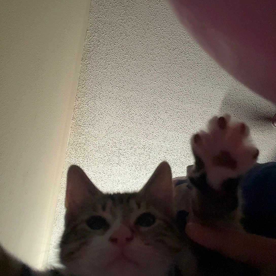 Astro is registered to the contest to win money with this photo: cat, tabby_cat, paw, raised_paw, ceiling, indoor, low_light, close_up, portrait, whiskers, ears, nose, cute, pet, feline, looking_up, paw_pad, owner_hand, finger, ceiling_texture