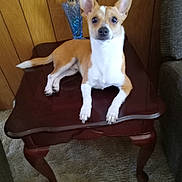 Charley is registered to the contest to win money with this photo: dog, small_dog, tan_and_white, sitting, upright_ears, portrait, indoors, living_room, wood_paneling, bench, furniture, umbrella, carpet, curtain, pet, animal, looking_at_camera, front_view, cute, home_decor