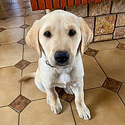 Bb a rejoint le concours — aidez-le/la à gagner de superbes lots ! animal, beige, bench, brick, brown, companion, cute, dog, domestic, floor, fur, golden_retriever, indoor, looking_up, pet, puppy, sitting, stone, tile_floor, young_dog