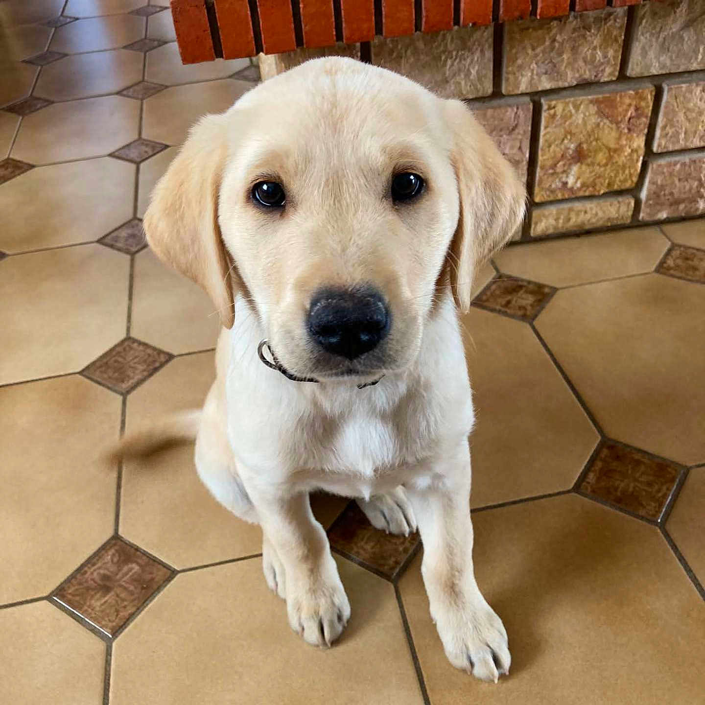 Bb