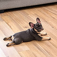 Coco is registered to the contest to win money with this photo: dog, puppy, french_bulldog, pet, animal, lying_down, stretched_out, frog_legs, large_ears, wrinkled_face, short_snout, black_and_tan, wooden_floor, indoor, living_room, sofa, portrait, looking_at_camera, cute, relaxed