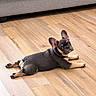 dog, puppy, french_bulldog, pet, animal, lying_down, stretched_out, frog_legs, large_ears, wrinkled_face, short_snout, black_and_tan, wooden_floor, indoor, living_room, sofa, portrait, looking_at_camera, cute, relaxed