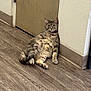 animal, bell, cat, chubby, collar, corner, domestic_cat, door, feline, floor, indoor, looking, mammal, pet, quiet, relaxed, resting, tabby, wall, wooden_floor