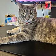 Michi joined the competition — help win amazing prizes! animal, background, bell, cat, closeup, collar, computer_monitor, desk, feline, fur, gray_tabby, green_eyes, home_office, indoor, office, pet, relaxed, table, technology, whiskers