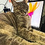 Michi joined the competition — help win amazing prizes! cables, cat, closeup, computer_screen, desk, electronics, feline, flower_image, fur, home, indoor, monitor, note, pet, relaxed, sleeping, tabby, technology, wall, whiskers