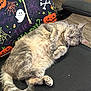 Michi is registered to the contest to win money with this photo: animal, cat, chair_backrest, cobweb, door, fabric, floor, fur, ghost, gray_tabby, halloween, indoor, office_chair, paw, pet, pumpkin, relaxed, skull, sleeping, tail