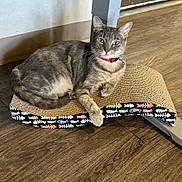 Michi joined the competition — help win amazing prizes! cat, tabby_cat, red_collar, scratcher, fishbone_pattern, wooden_floor, indoor, pet, relaxed, feline, animal, fur, whiskers, paws, curved_scratcher, gray_cat, domestic_cat, flooring, furniture_leg, resting