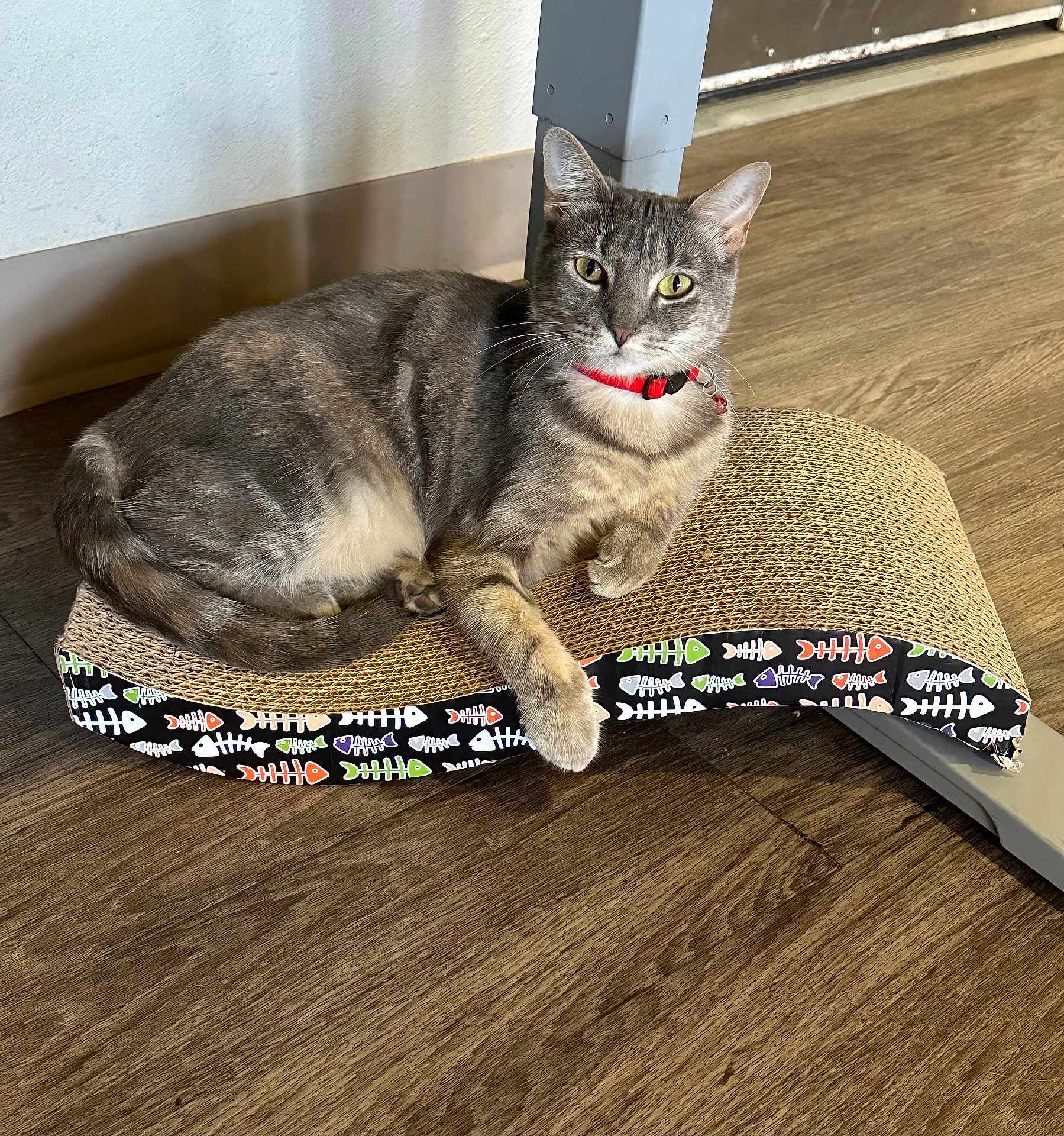 Michi joined the competition — help win amazing prizes! cat, tabby_cat, red_collar, scratcher, fishbone_pattern, wooden_floor, indoor, pet, relaxed, feline, animal, fur, whiskers, paws, curved_scratcher, gray_cat, domestic_cat, flooring, furniture_leg, resting