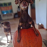 Oscar joined the competition — help win amazing prizes! dog, pumpkin, carved_pumpkin, indoor, cute, small_dog, brown_dog, animal, pet, table, blurred_background, eyes, face, paws, wooden_floor, decor, home, cozy, fall, holiday