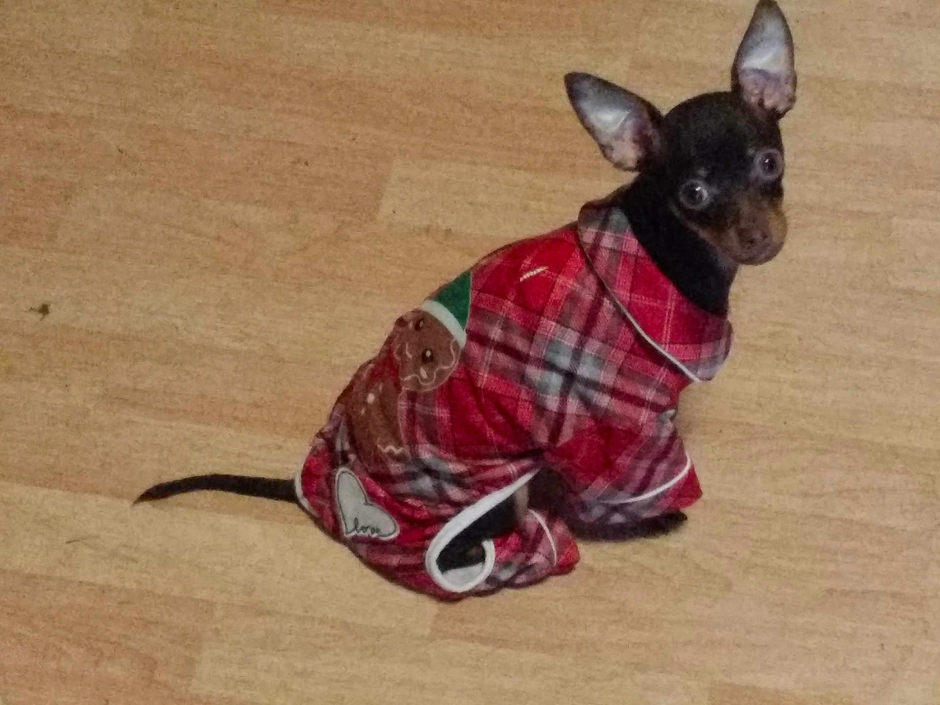 Oscar joined the competition — help win amazing prizes! dog, small_dog, puppy, clothing, sweater, red, plaid, gingerbread_man, floor, wood_floor, pet, animal, ears, cute, looking_up, indoor, cozy, christmas_theme, tiny, sitting
