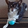 animal, blue_ball, brown_and_white, carpet, companion, cute, dog, domestic, fluffy, furry, indoor, laying_down, paw, pet, playful, relaxed, resting, small_dog, striped_carpet, toy