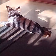 Gremmellin joined the competition — help win amazing prizes! dog, animal, pet, indoor, carpet, sunlight, shadow, striped_shadow, brown_fur, white_fur, small_dog, relaxing, floor, wall, ears, tail, quiet, calm, home, resting