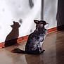 dog, small_dog, shadow, sunlight, wall, wooden_floor, indoor, pet, sitting, quiet, calm, ears, tail, fur, side_view, shadow_play, home, animal, companion, light