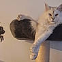 animal, cat, cat_tree, cozy, cute, decor, feline, fluffy, home, indoor, lounging, paw, perch, pet, portrait, relaxed, resting, silhouette, wall_art, white_cat
