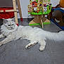 Ubay participe au concours pour gagner de l'argent avec cette photo : animal, bed, cat, childrens_room, cute, domestic_cat, floor, fluffy, furniture, house, indoor, long_tail, pet, playroom, relaxing, resting, tile_floor, toy, white_cat, wooden_toy