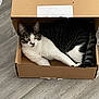 cat, tabby, cardboard_box, floor, wooden_floor, indoor, pet, animal, whiskers, curious, feline, relaxed, resting, tail, ears, eyes, home, cozy, laying_down, box