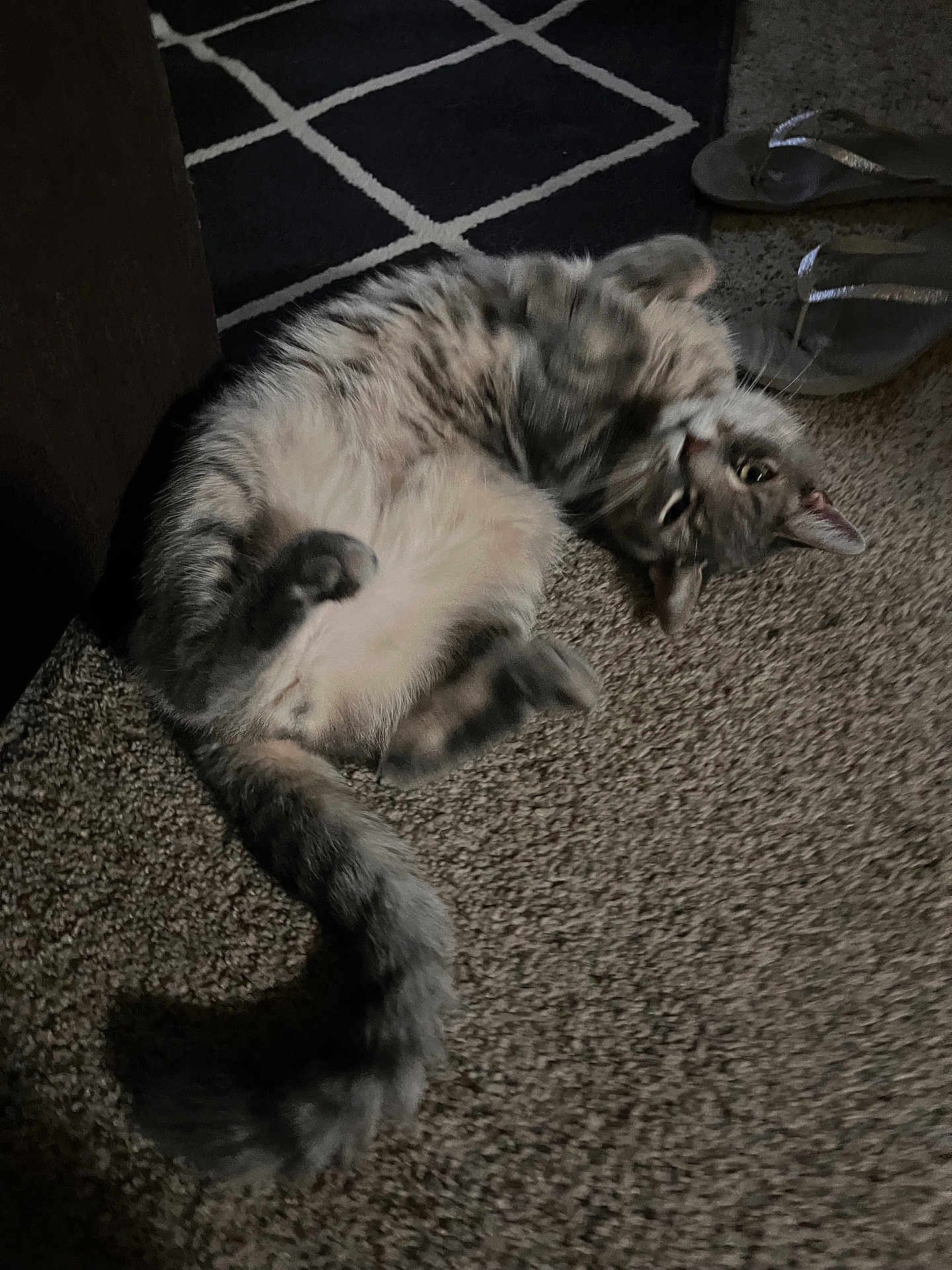 Buddy