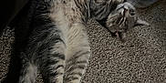 Buddy is registered to the contest to win money with this photo: cat, tabby, carpet, indoor, relaxed, pet, animal, flip_flops, floor, fur, whiskers, paws, striped, resting, domestic, cozy, home, cute, mammal, sleepy