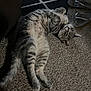 cat, tabby, carpet, indoor, relaxed, pet, animal, flip_flops, floor, fur, whiskers, paws, striped, resting, domestic, cozy, home, cute, mammal, sleepy