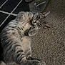 Buddy joined the competition — help win amazing prizes! cat, gray_tabby, carpet, flip_flops, silver_sandals, striped_fur, pet, relaxed, lying_down, indoor, floor, paw, whiskers, ears, feline, cozy, home, patterned_rug, soft_lighting, cute