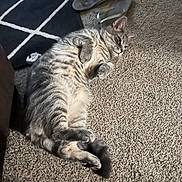 Buddy joined the competition — help win amazing prizes! cat, gray_tabby, carpet, flip_flops, rug, indoor, relaxed, pet, feline, striped, lying_down, whiskers, paws, tail, floor, cozy, home, animal, domestic, resting