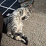 cat, gray_tabby, carpet, flip_flops, rug, indoor, relaxed, pet, feline, striped, lying_down, whiskers, paws, tail, floor, cozy, home, animal, domestic, resting