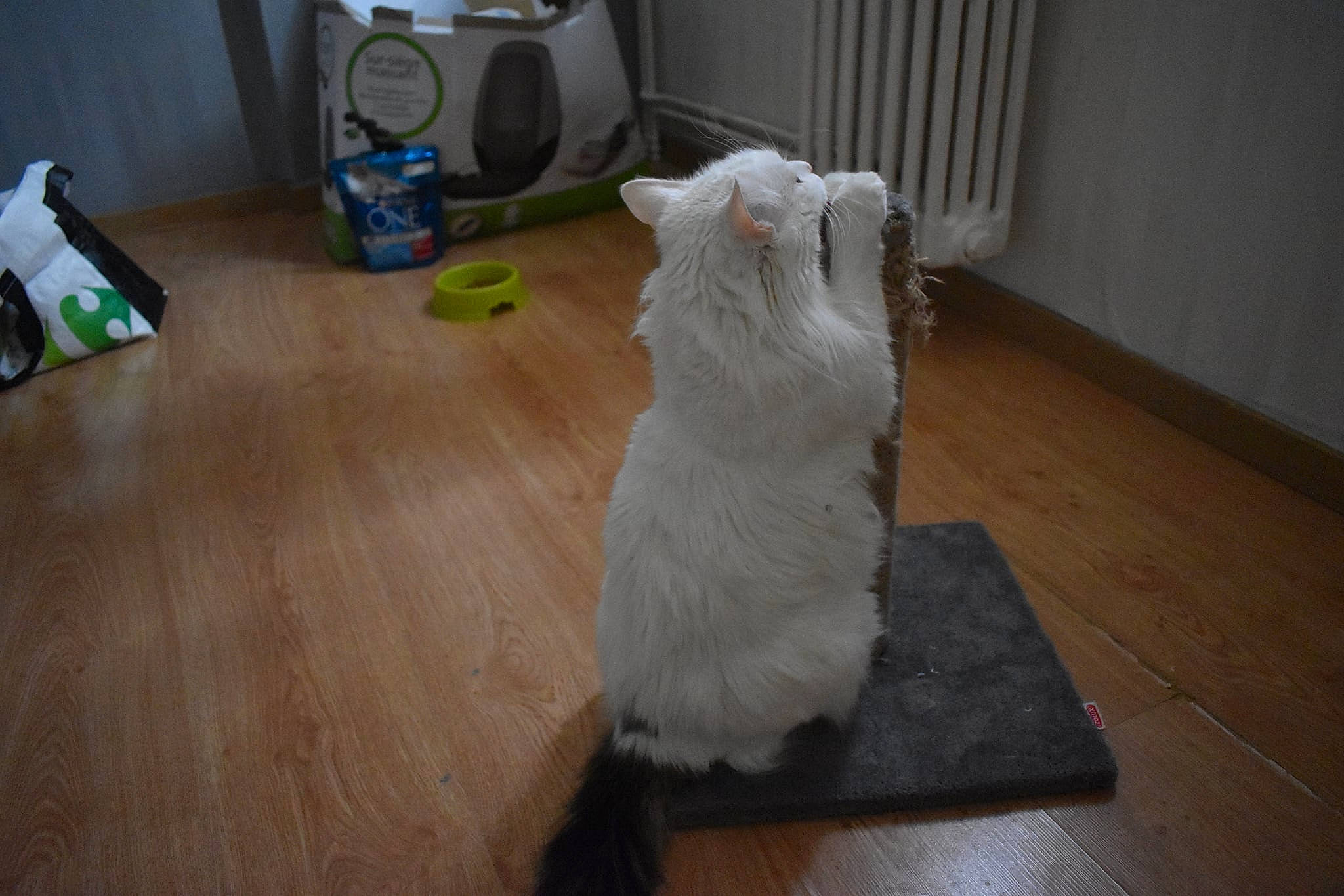 Kaline a rejoint le concours — aidez-le/la à gagner de superbes lots ! art, carnivore, companion_dog, fawn, felidae, floor, flooring, fur, hardwood, laminate_flooring, sculpture, small_to_medium_sized_cats, snout, stuffed_toy, tail, toy, whiskers, wood, wood_flooring, wool