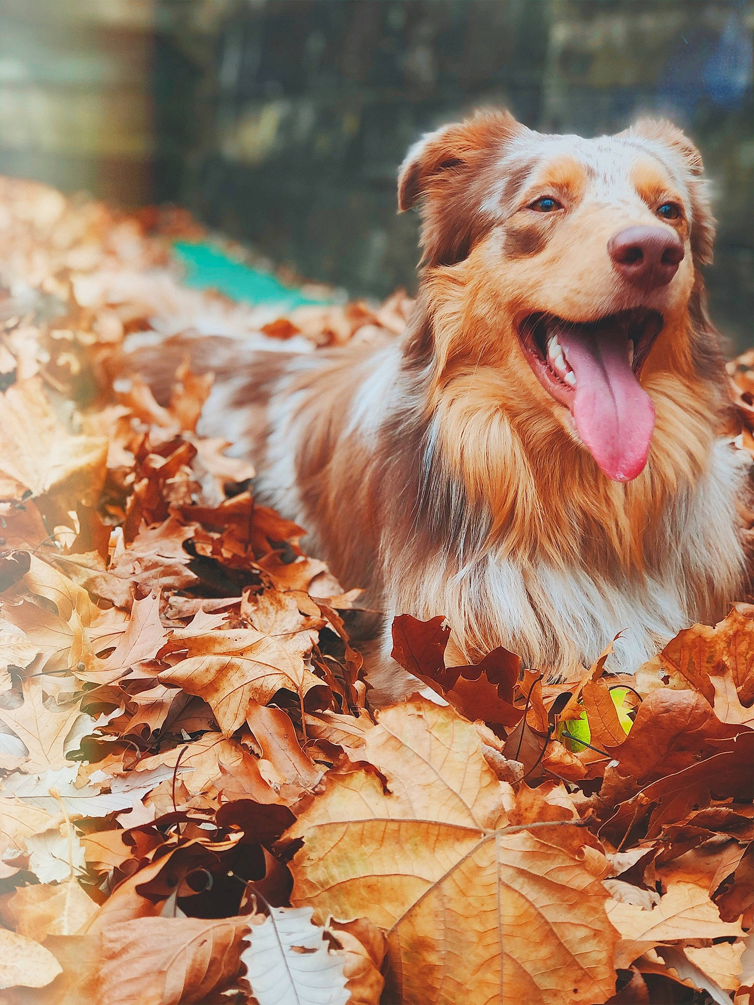 Koda joined the competition — help win amazing prizes! border_collie, canidae, carnivore, companion_dog, deciduous, dog, dog_breed, fur, grass, happy, liver, plant, snout, spaniel, sporting_group, terrestrial_animal, tints_and_shades, twig, whiskers, wood