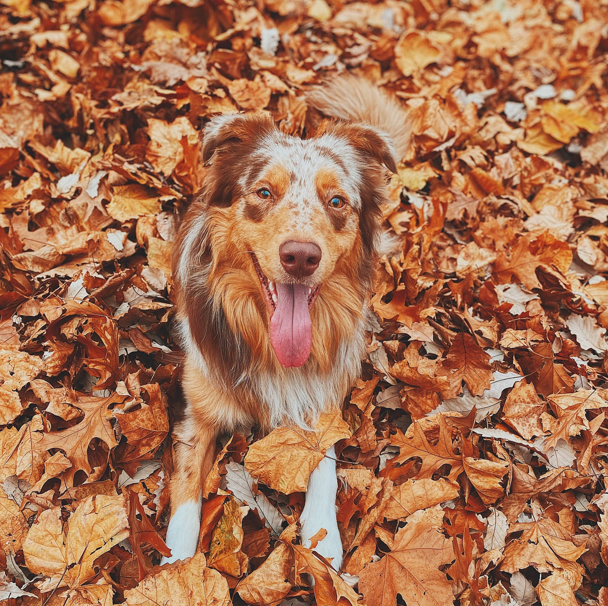 Koda is registered to the contest to win money with this photo: canidae, carnivore, companion_dog, dog, dog_breed, fawn, fur, hunting_dog, liver, plant, snout, soil, sporting_group, terrestrial_animal, terrier, whiskers