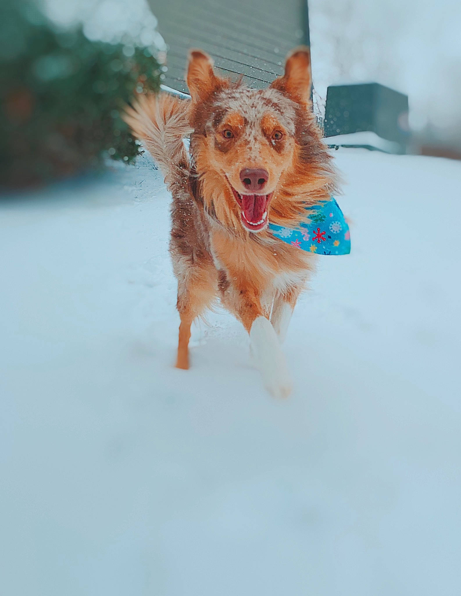 Koda is registered to the contest to win money with this photo: canidae, carnivore, companion_dog, dog, dog_breed, dog_clothes, dog_supply, fawn, freezing, fur, playing_in_the_snow, snout, snow, sporting_group, sunglasses, tail, terrestrial_animal, toy_dog, whiskers, winter