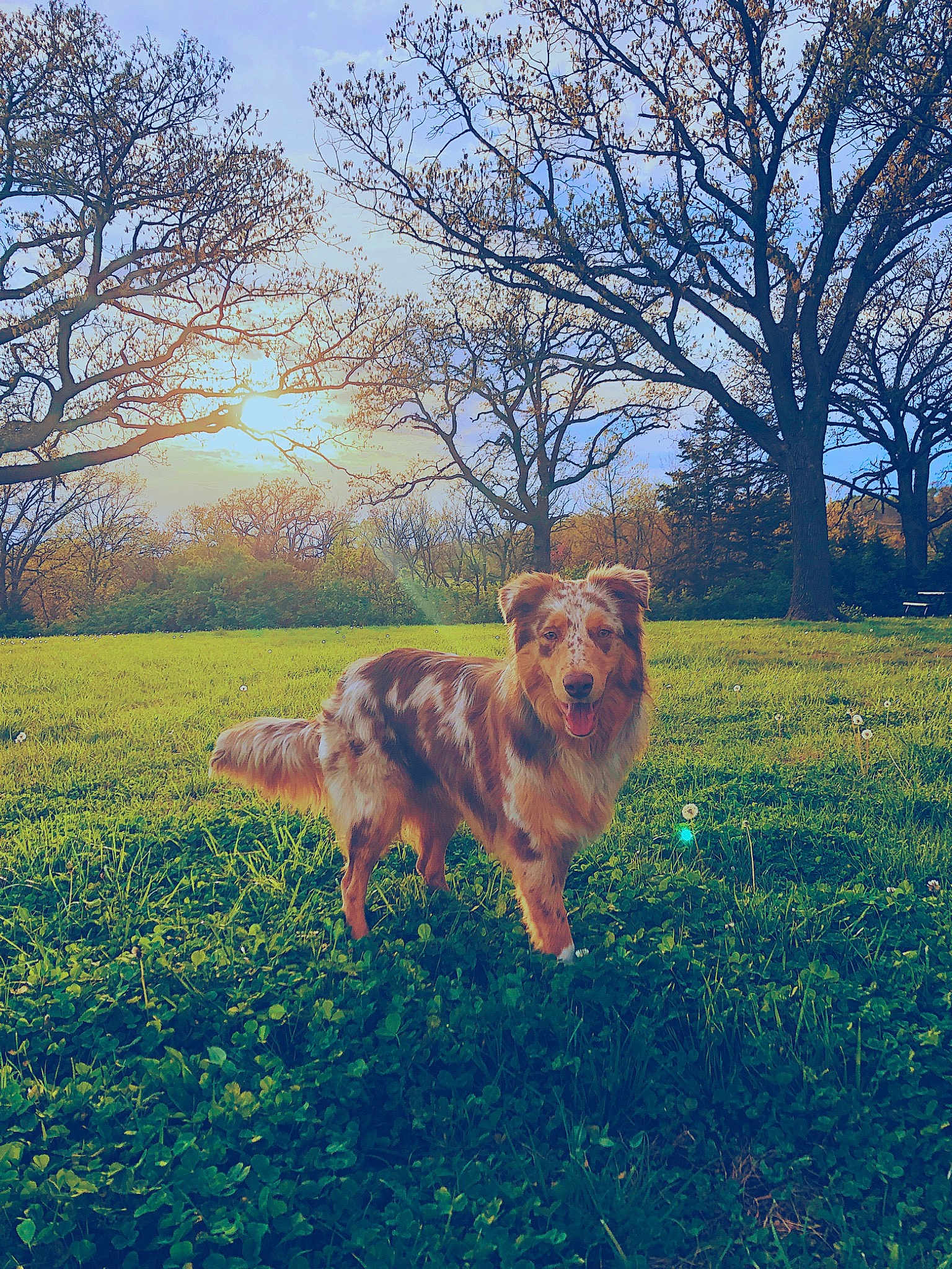 Koda