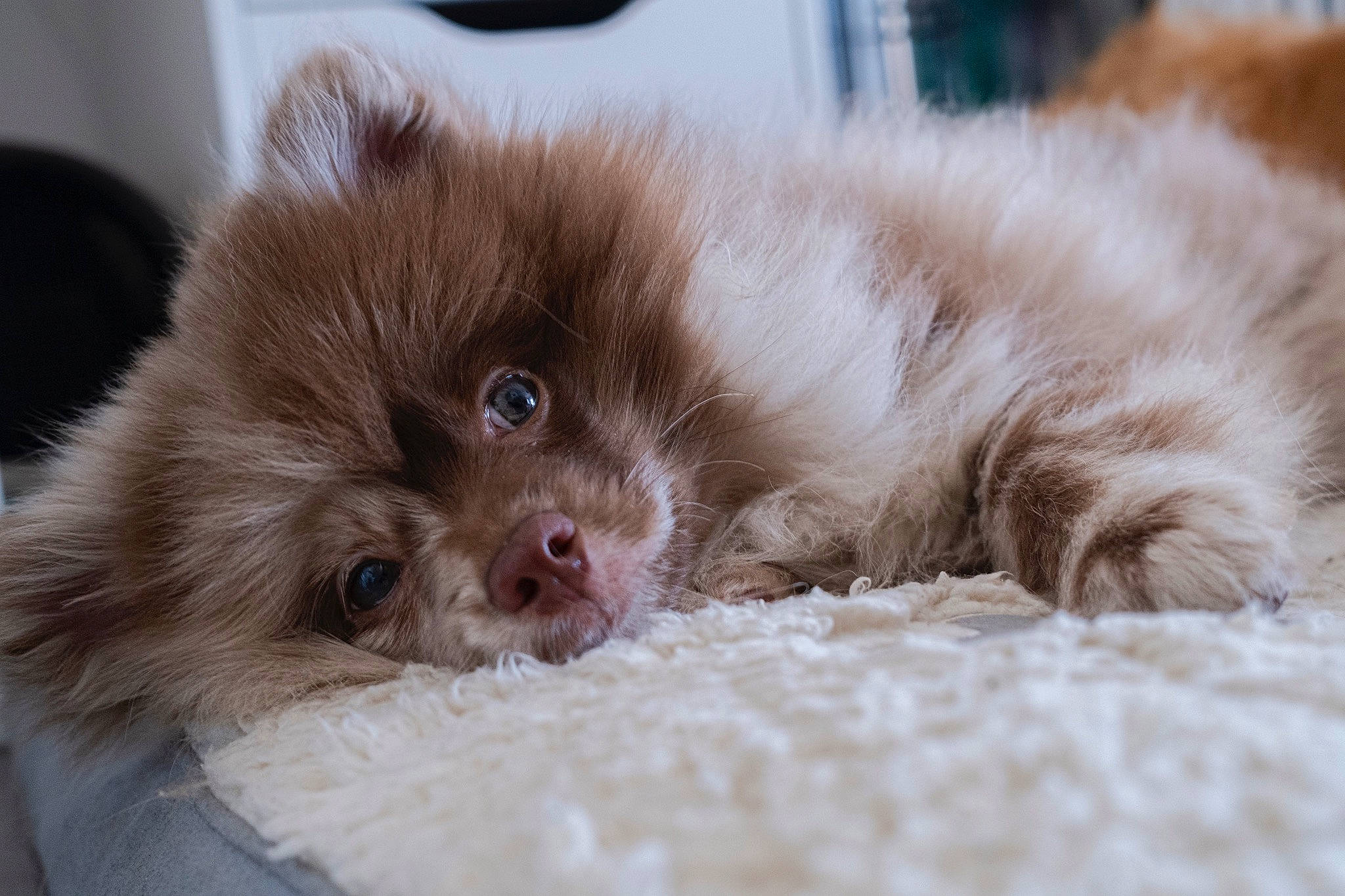 Coffee a rejoint le concours — aidez-le/la à gagner de superbes lots ! canidae, carnivore, cat, close_up, comfort, companion_dog, dog, dog_breed, fawn, felidae, fur, liver, paw, small_to_medium_sized_cats, snout, sporting_group, terrestrial_animal, volpino_italiano, whiskers, working_animal