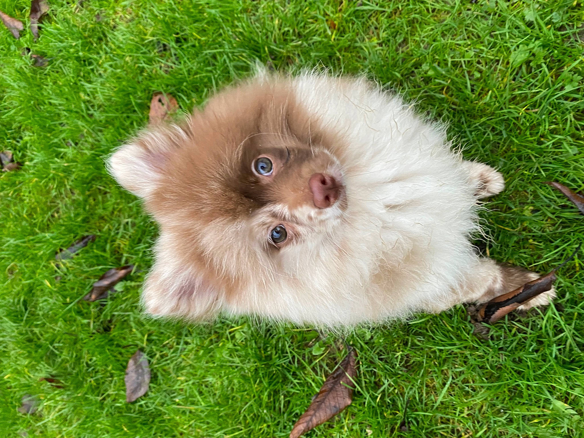 Coffee participe au concours pour gagner de l'argent avec cette photo : canidae, carnivore, companion_dog, dog, dog_breed, fawn, fur, german_spitz, german_spitz_klein, german_spitz_mittel, grass, liver, non_sporting_group, spitz, sporting_group, terrestrial_animal, toy_dog, volpino_italiano, whiskers, working_animal