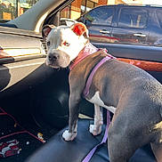 Rainie joined the competition — help win amazing prizes! animal, black_suv, brick_building, car_interior, curious, daylight, dog, domestic_animal, harness, leash, leather_seat, parking_lot, pet, pitbull, puppy, seat, side_mirror, sunlight, vehicle, window