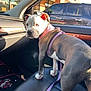 animal, black_suv, brick_building, car_interior, curious, daylight, dog, domestic_animal, harness, leash, leather_seat, parking_lot, pet, pitbull, puppy, seat, side_mirror, sunlight, vehicle, window