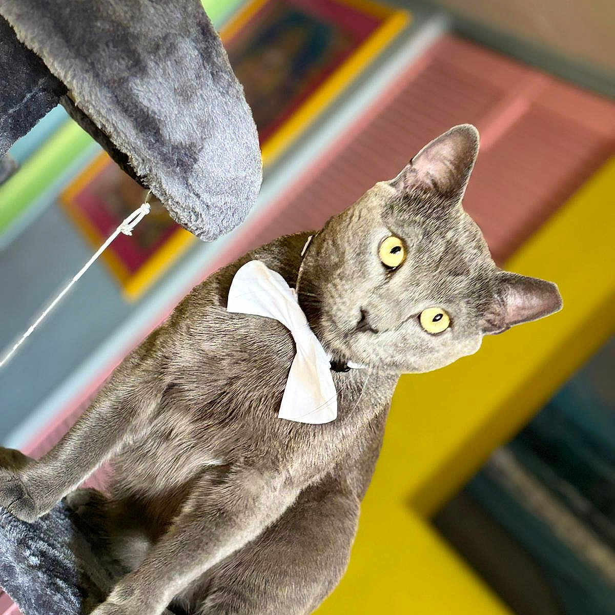 Bruni joined the competition — help win amazing prizes! alert, animal, background, bow_tie, cat, cat_tree, close_up, cute, domestic_cat, ears, feline, furry, gray_cat, indoor, pet, plush, portrait, sitting, whiskers, yellow_eyes