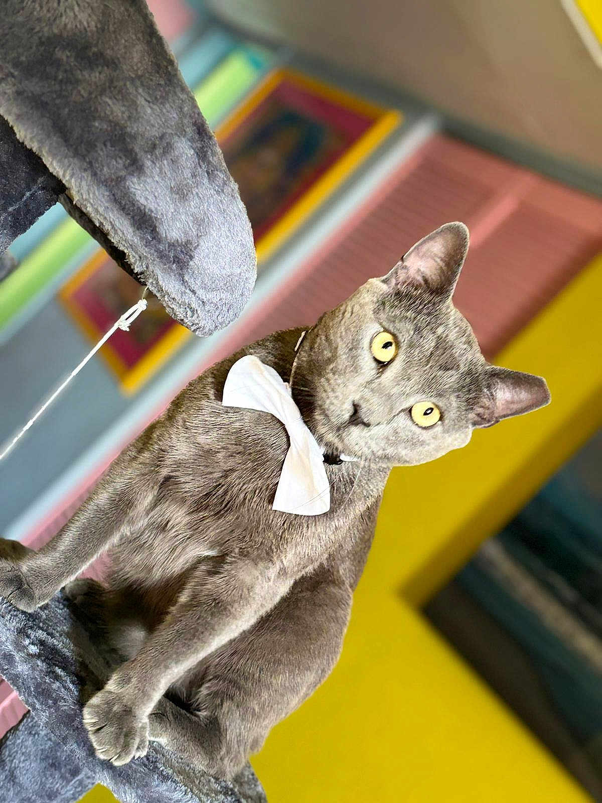 Bruni joined the competition — help win amazing prizes! alert, animal, background, bow_tie, cat, cat_tree, close_up, cute, domestic_cat, ears, feline, furry, gray_cat, indoor, pet, plush, portrait, sitting, whiskers, yellow_eyes
