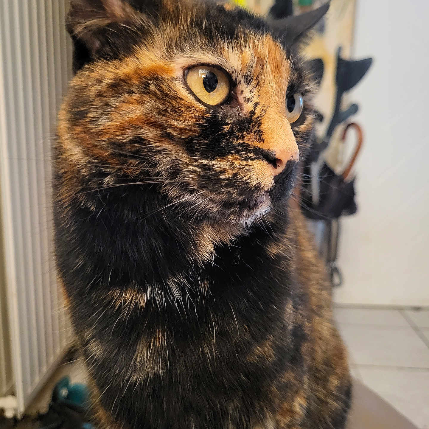 Nala participe au concours pour gagner de l'argent avec cette photo : animal, blurred_background, cat, close_up, curious, cute, domestic_cat, feline, fur, household, indoor, looking_away, mammal, pet, portrait, sitting, soft_light, tortoiseshell, whiskers, yellow_eyes