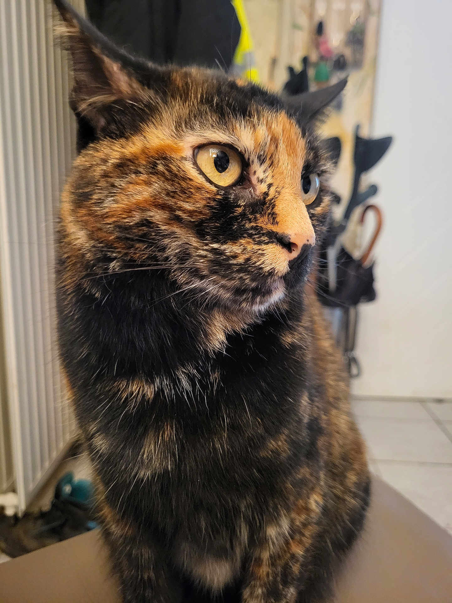 Nala participe au concours pour gagner de l'argent avec cette photo : animal, blurred_background, cat, close_up, curious, cute, domestic_cat, feline, fur, household, indoor, looking_away, mammal, pet, portrait, sitting, soft_light, tortoiseshell, whiskers, yellow_eyes