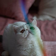 Ladybird is registered to the contest to win money with this photo: cat, white_cat, pet, animal, feline, curious, indoor, soft_texture, pink_background, rainbow_light, colorful, fluffy, cute, whiskers, lying_down, closeup, playful, domestic_cat, relaxed, cozy